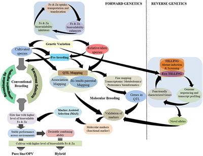 Genetic Basis and Breeding Perspectives of Grain Iron and Zinc Enrichment in Cereals